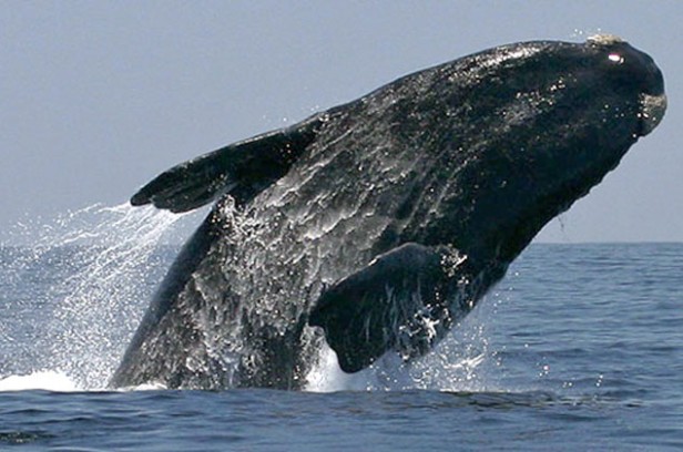Uruguay cre&oacute; santuario de ballenas y delfines